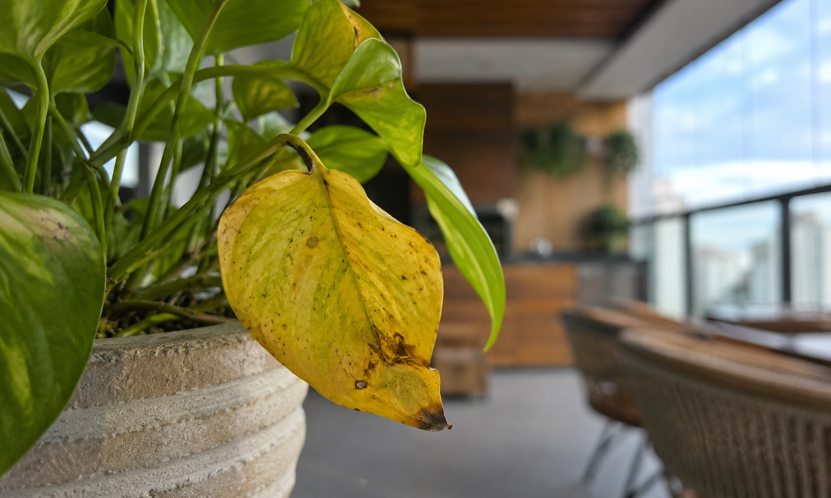 Folha amarela em planta dentro de casa